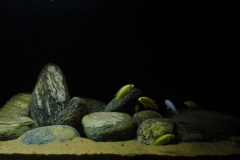 043_biotope-aquarium_a-7-1-1024x401