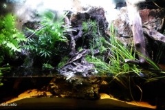 044_biotope-aquarium_e-5-1-1024x513