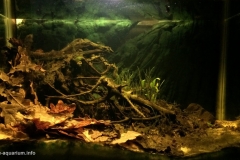 044_biotope-aquarium_e-6-1-1024x582