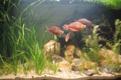 046_biotope-aquarium_ao-4-1-1024x522