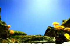 047_biotope-aquarium_a-14-1-1024x259