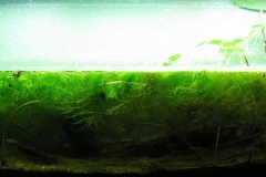 048_biotope-aquarium_e-11-1-1024x300