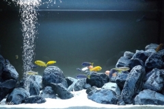 049_biotope-aquarium_a-1-1-1024x491