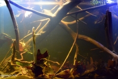 050_biotope-aquarium_sa-19-1-1024x575