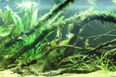 051_biotope-aquarium_sa-2-1-1024x413