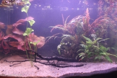 052_biotope-aquarium_e-7-1-1024x658