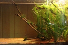 053_biotope-aquarium_e-8-1-1024x518
