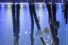 054_biotope-aquarium_sa-15-1-607x1024