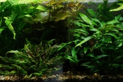 055_biotope-aquarium_e-2-1-1024x442