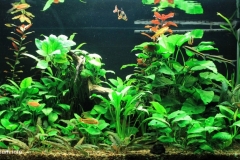 056_biotope-aquarium_e-4-1-1024x503