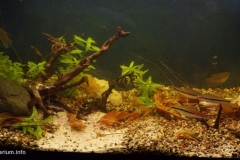 057_biotope-aquarium_e-3-1-1024x522