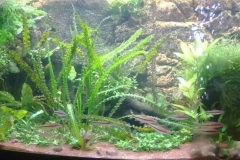 058_biotope-aquarium_e-10-1-1024x397