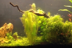 058_biotope-aquarium_sa-5-1-1024x383