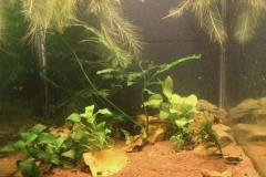 060_biotope-aquarium_a-11-1-1024x911
