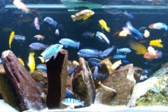 061_biotope-aquarium_a-2-1-1024x323