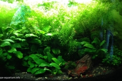 062_biotope-aquarium_a-3-1-1024x611
