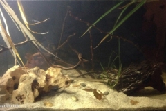 063_biotope-aquarium_na-7-1-1024x538
