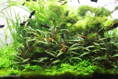 064_biotope-aquarium_e-12-1-1024x616