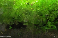 065_biotope-aquarium_sa-20-1-1024x657