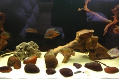 066_biotope-aquarium_sa-3-1-1024x373