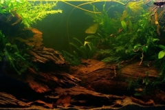1600-Biotope-aquarium-design-contest-2014-AF-1024x389
