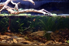 1600-Biotope-aquarium-design-contest-2014-AO-1024x389