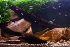 1600-Biotope-aquarium-design-contest-2014-EU-1024x389