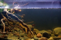 1600-Biotope-aquarium-design-contest-2014-NA-1024x389