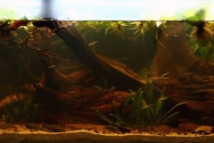 1600-Biotope-aquarium-design-contest-2014-SA-1024x389