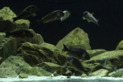 2015_biotope_aquarium_a_11_1-1024x239 2015_biotope_aquarium_a_11_1-1024x239