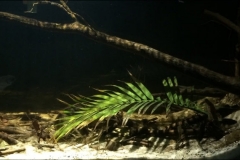 2015_biotope_aquarium_a_12_1-1024x380 2015_biotope_aquarium_a_12_1-1024x380