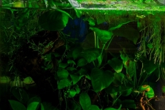 2015_biotope_aquarium_a_13_1-742x1024 2015_biotope_aquarium_a_13_1-742x1024
