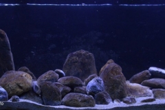 2015_biotope_aquarium_a_14_1-1024x428 2015_biotope_aquarium_a_14_1-1024x428