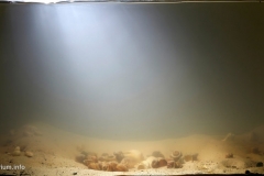 2015_biotope_aquarium_a_15_1-1024x505 2015_biotope_aquarium_a_15_1-1024x505