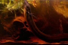 2015_biotope_aquarium_a_16_1-1024x303 2015_biotope_aquarium_a_16_1-1024x303