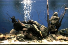 2015_biotope_aquarium_a_17_1-1024x388 2015_biotope_aquarium_a_17_1-1024x388
