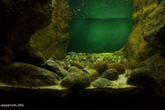 2015_biotope_aquarium_a_18_1-1024x576 2015_biotope_aquarium_a_18_1-1024x576