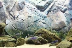 2015_biotope_aquarium_a_1_1-1024x323 2015_biotope_aquarium_a_1_1-1024x323