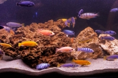 2015_biotope_aquarium_a_2_1-1024x362 2015_biotope_aquarium_a_2_1-1024x362