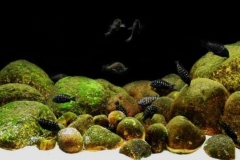 2015_biotope_aquarium_a_3_1-1024x372 2015_biotope_aquarium_a_3_1-1024x372