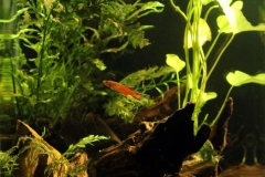 2015_biotope_aquarium_a_4_1-845x1024 2015_biotope_aquarium_a_4_1-845x1024