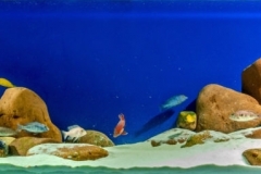 2015_biotope_aquarium_a_7_1-1024x255 2015_biotope_aquarium_a_7_1-1024x255