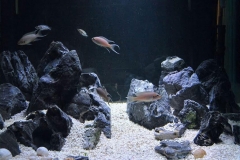 2015_biotope_aquarium_a_8_1-1024x867 2015_biotope_aquarium_a_8_1-1024x867