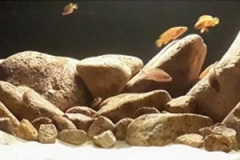 2015_biotope_aquarium_a_9_1-1024x200 2015_biotope_aquarium_a_9_1-1024x200