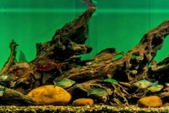 2015_biotope_aquarium_ao_1_1-1024x254 2015_biotope_aquarium_ao_1_1-1024x254