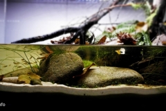 2015_biotope_aquarium_ao_2_1-1024x438 2015_biotope_aquarium_ao_2_1-1024x438