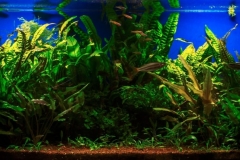 2015_biotope_aquarium_ao_3_1-1024x404 2015_biotope_aquarium_ao_3_1-1024x404