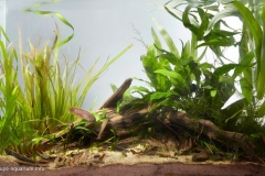 2015_biotope_aquarium_ao_4_1-1024x617 2015_biotope_aquarium_ao_4_1-1024x617