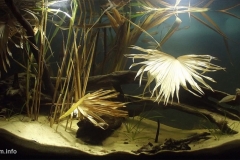2015_biotope_aquarium_ao_5_1-1024x476 2015_biotope_aquarium_ao_5_1-1024x476