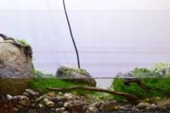 2015_biotope_aquarium_e_10_1-1024x268 2015_biotope_aquarium_e_10_1-1024x268